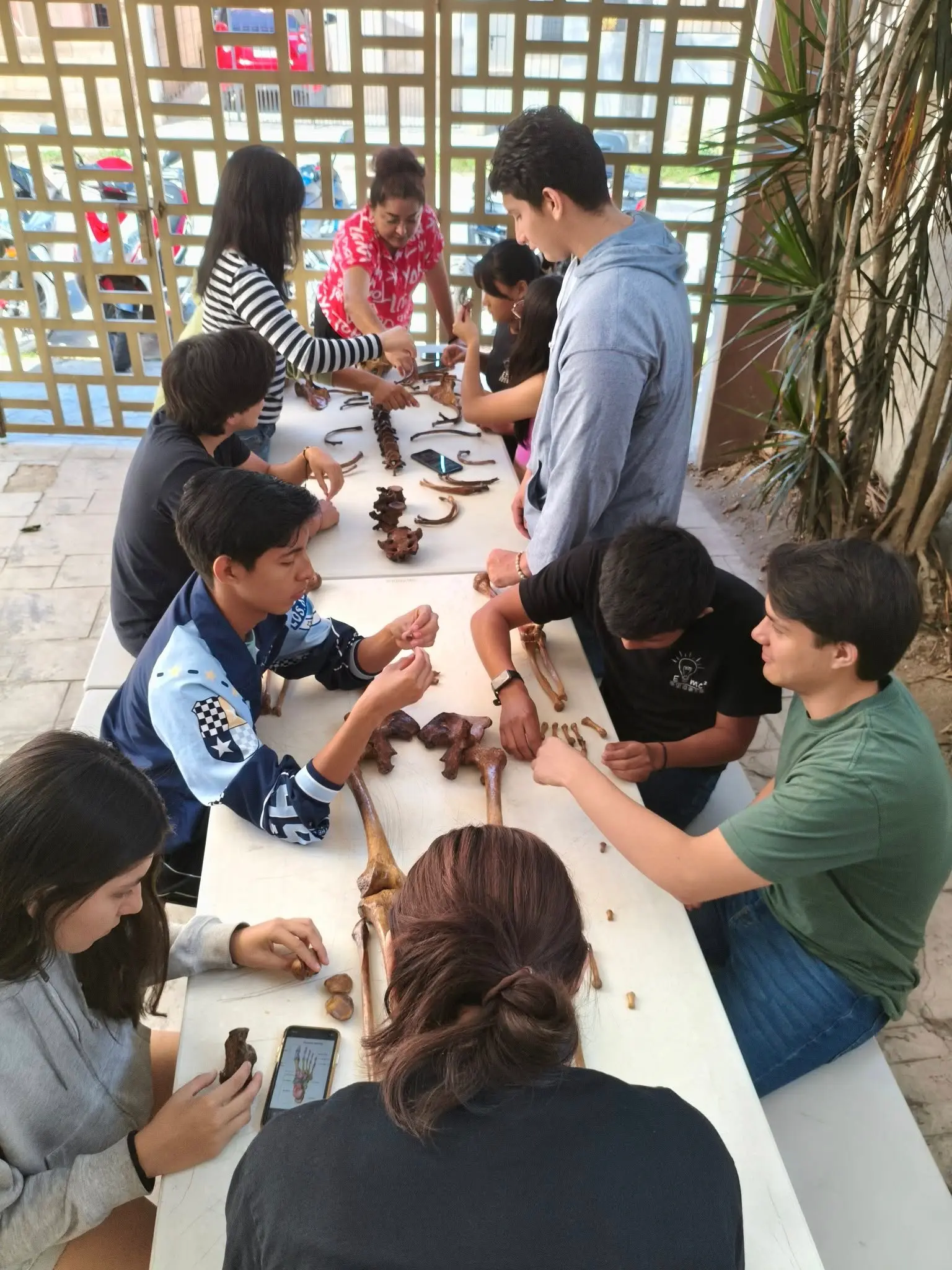 Alumnos de premedicina estudiando con modelos anatómicos.